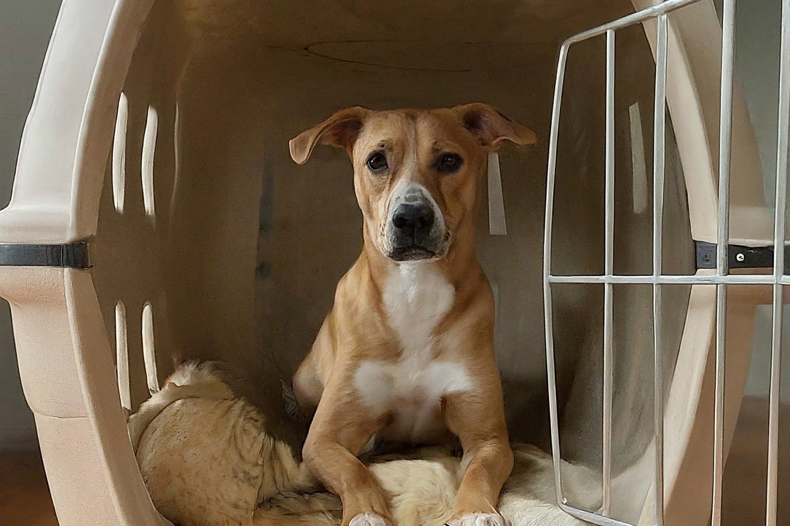 Dog calmly sitting inside a crate