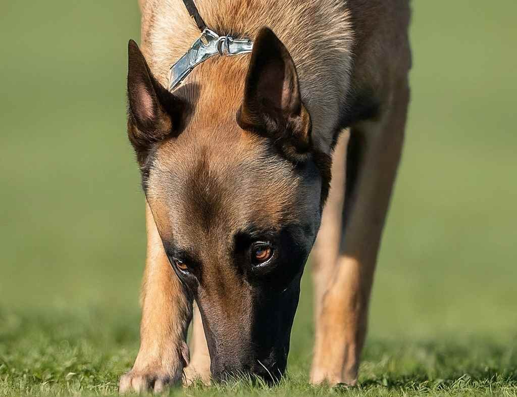 A Belgian Malinois dog sniffs the grass while taking a leash walk