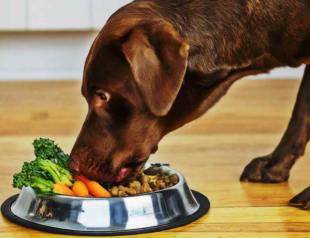 A dog eating a nutritious meal from a bowl