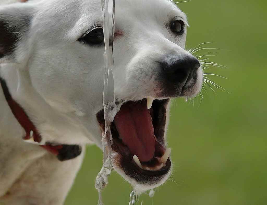 A puppy drinks water from a water hose