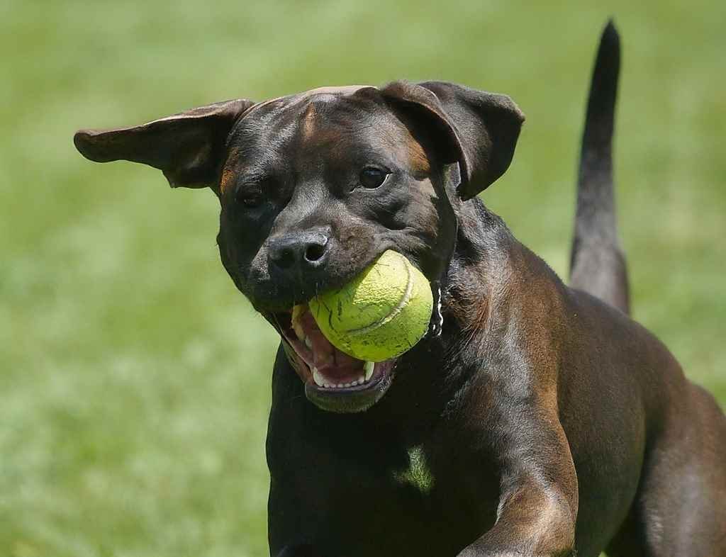 A black puppy plays catch on a sunny day