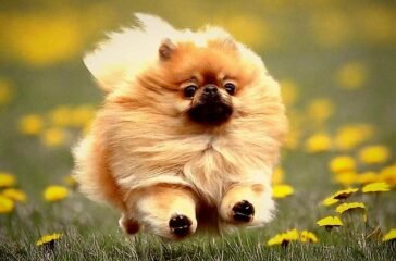 A puppy's coat shines as it runs through a flowery field