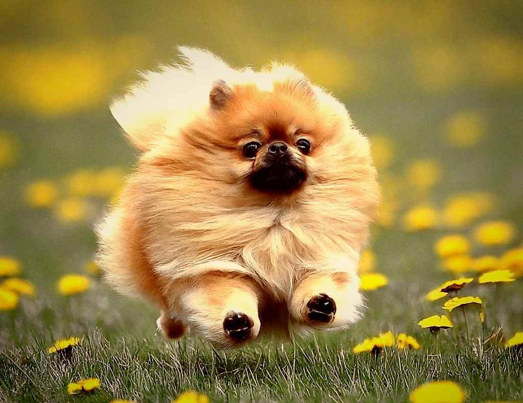 A puppy's coat shines as it runs through a flowery field