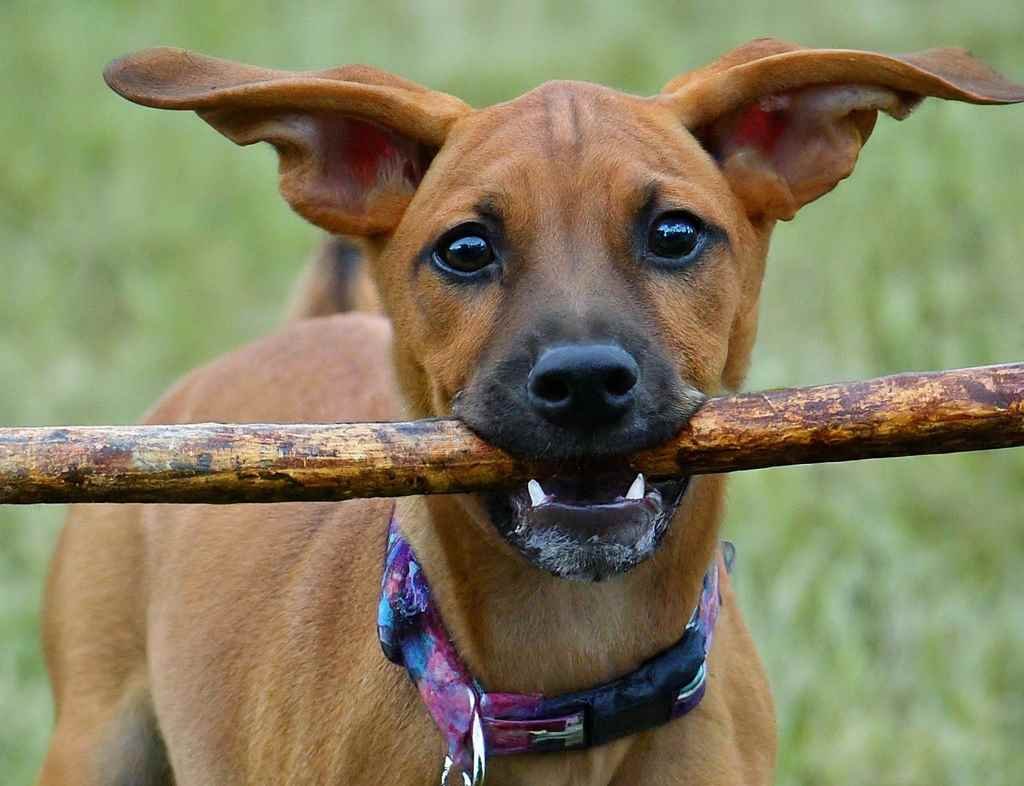 A puppy carrying a stick on its mouth