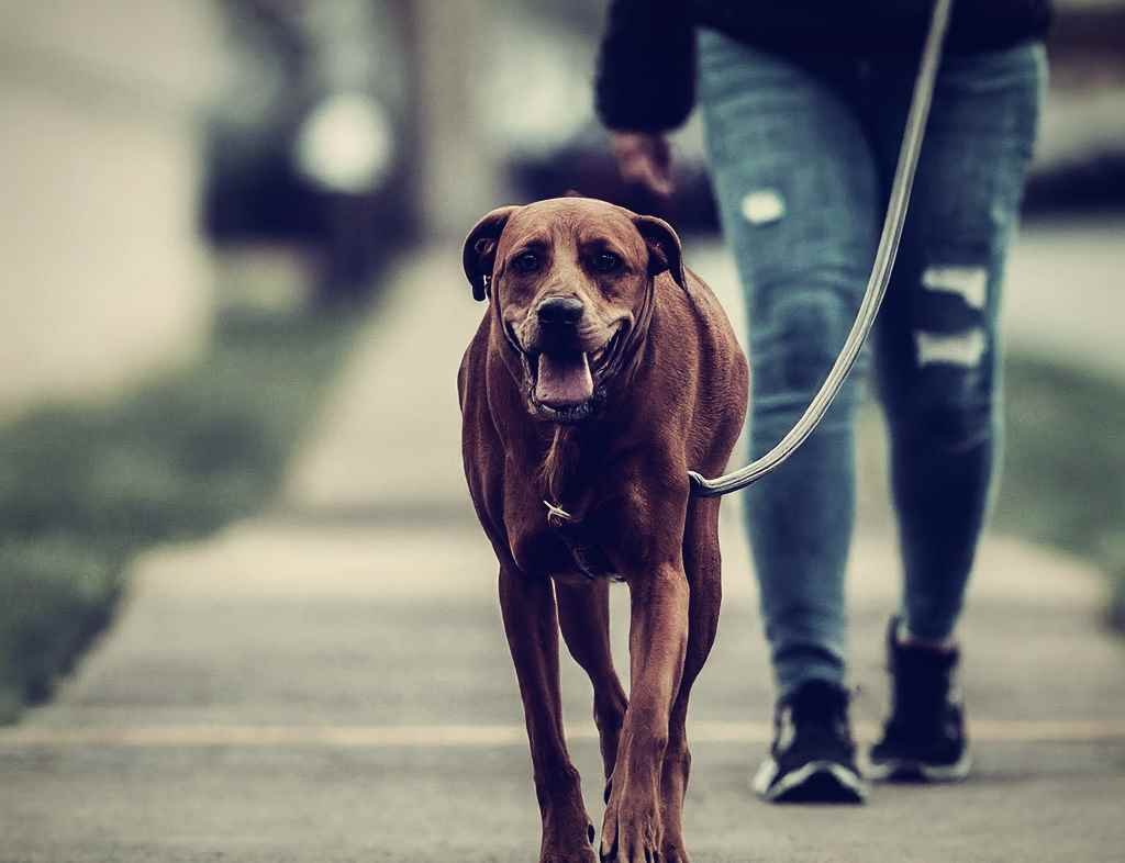 A dog calmly walking on a leash