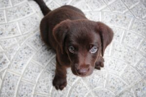 A puppy sitting down and looking up at his owner