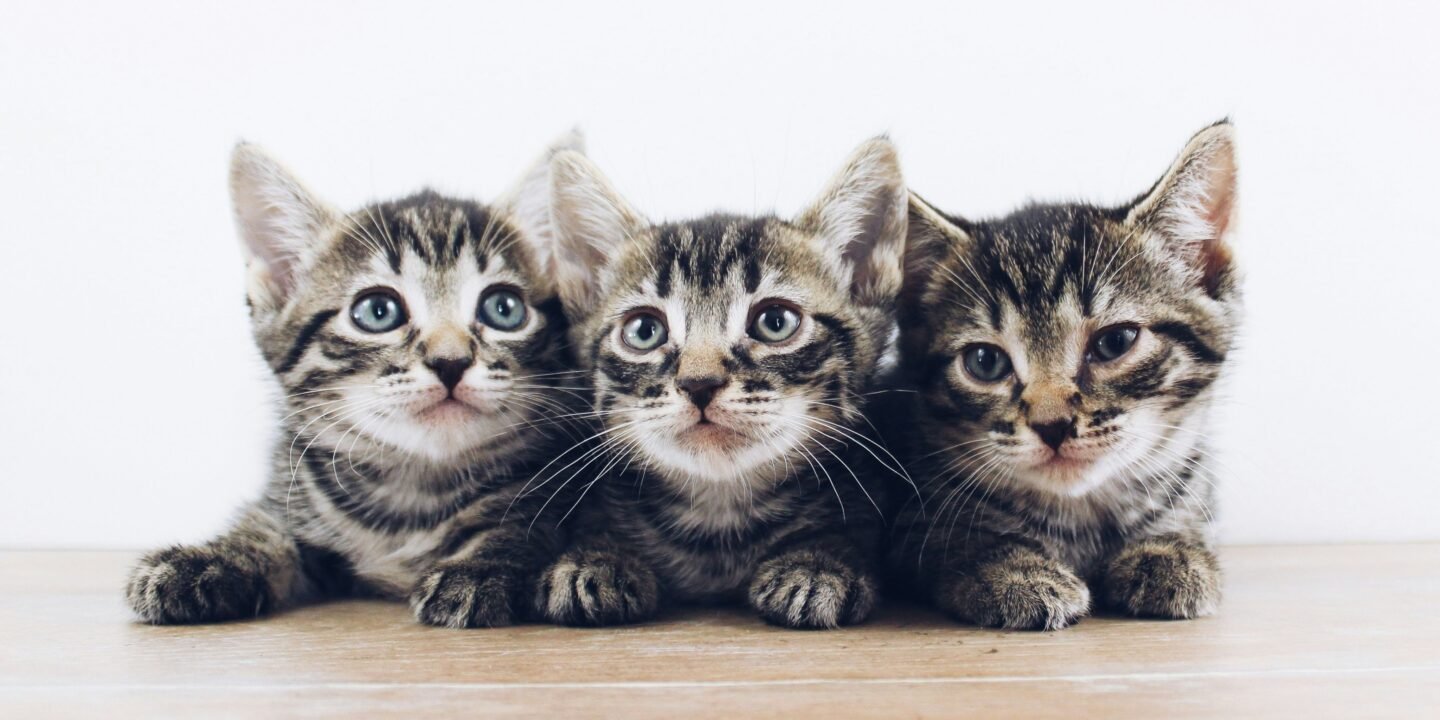 the-lucky-neko-uePnYCTCY0-unsplash-1