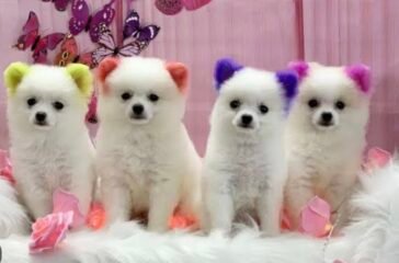 colorfuldogs